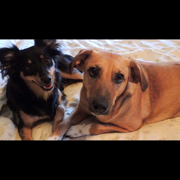 ✨Meet your Posh Ambassador, Cindy✨ - Picture 2 of 3